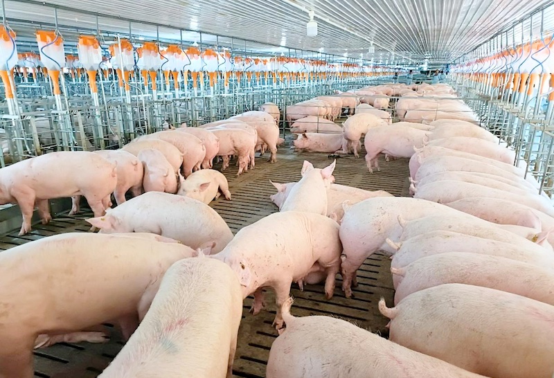 Nghệ An: Tái cơ cấu ngành chăn nuôi theo hướng tập trung