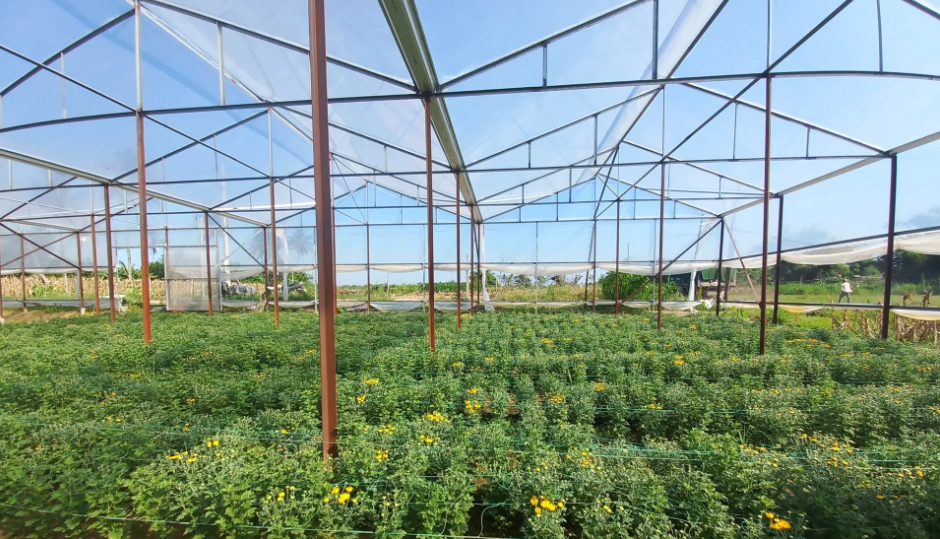 Quảng Ngãi: Thúc đẩy áp dụng công nghệ cao trong canh tác, sản xuất nông nghiệp