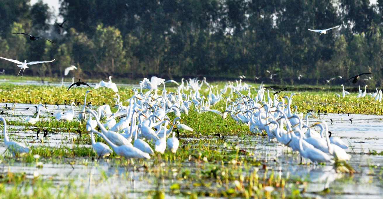 Đồng Tháp: Đầu tư hơn 296 tỷ đồng mở rộng không gian bảo tồn sinh thái Đồng Tháp Mười