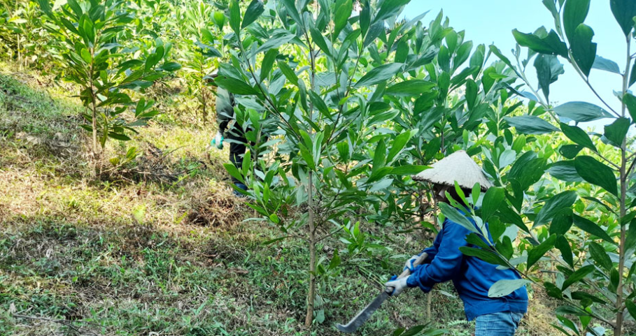 Chú trọng phục hồi, phát triển rừng theo hướng bền vững