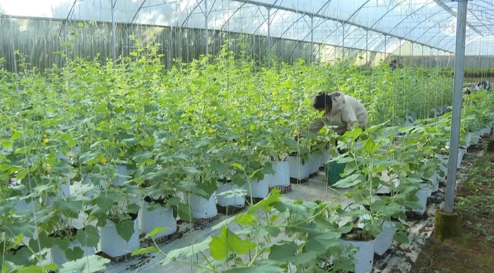 Công nghệ cao giúp nông nghiệp phát triển vượt bậc