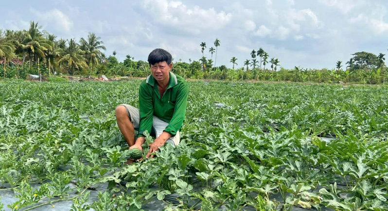 Cần Thơ: Chuyển đổi hơn 3.100ha đất trồng lúa năm 2026