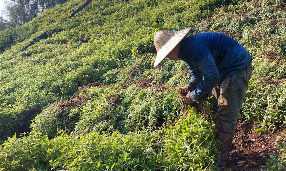 Cao Bằng phát huy thế mạnh nông sản OCOP