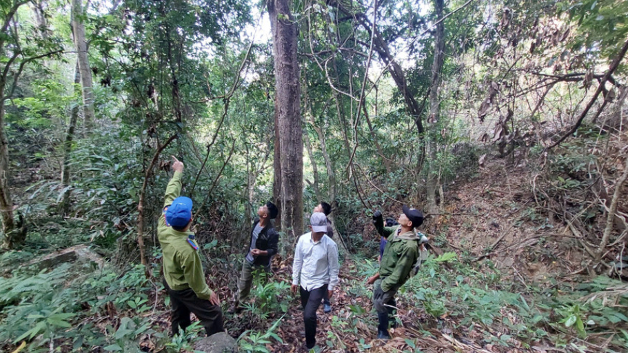 Gia Lai: Khai thác tiềm năng, lợi thế từ các-bon rừng