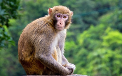 Hà Tĩnh: Người dân bàn giao cá thể khỉ vàng quý hiếm