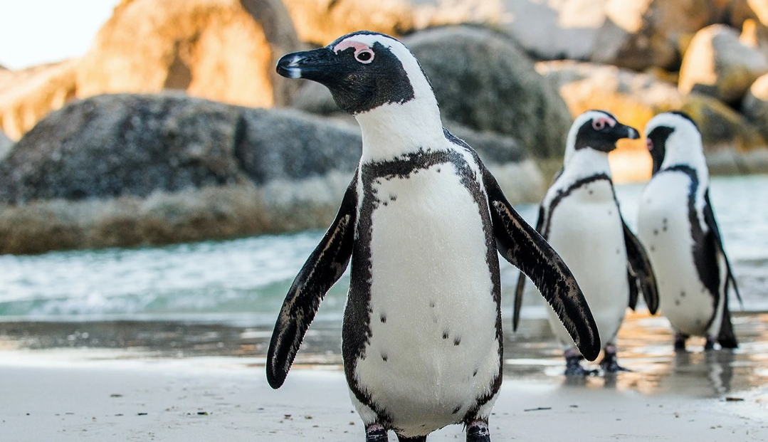 Số lượng chim cánh cụt châu Phi đang suy giảm nghiêm trọng