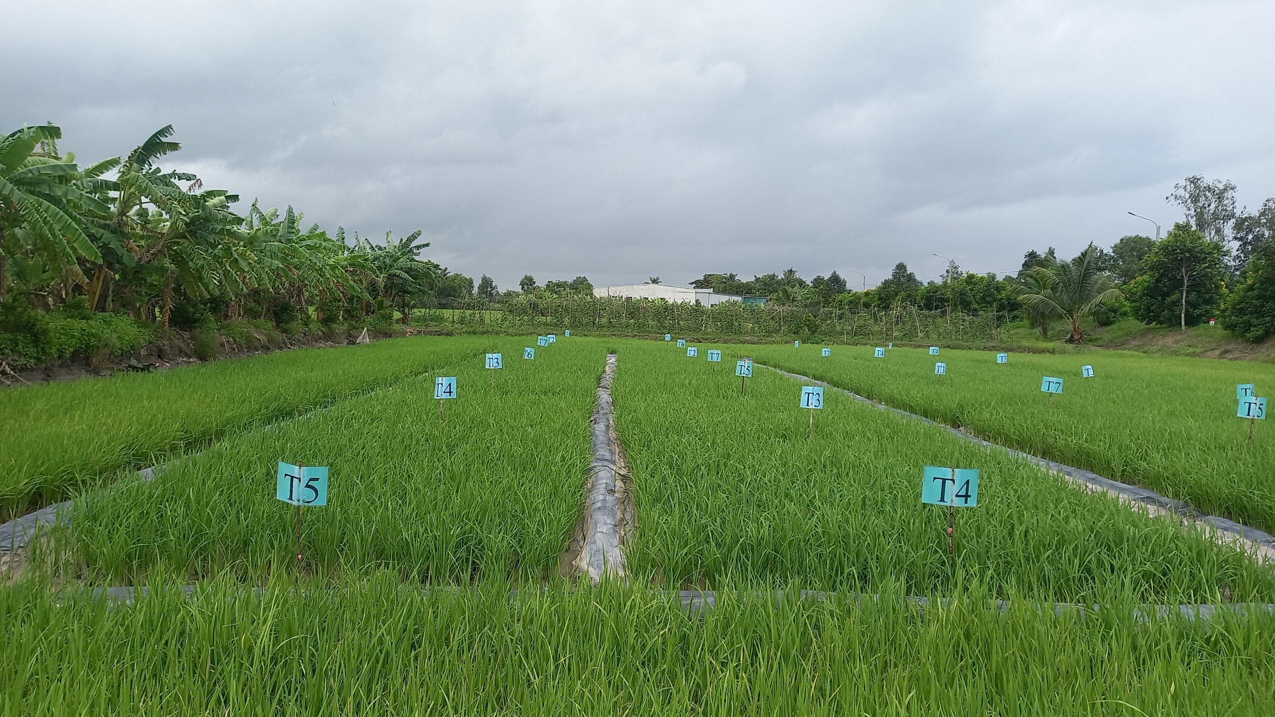 Tây Ninh: Tích cực chuyển đổi xanh, nâng cao khả năng thích ứng biến đổi khí hậu