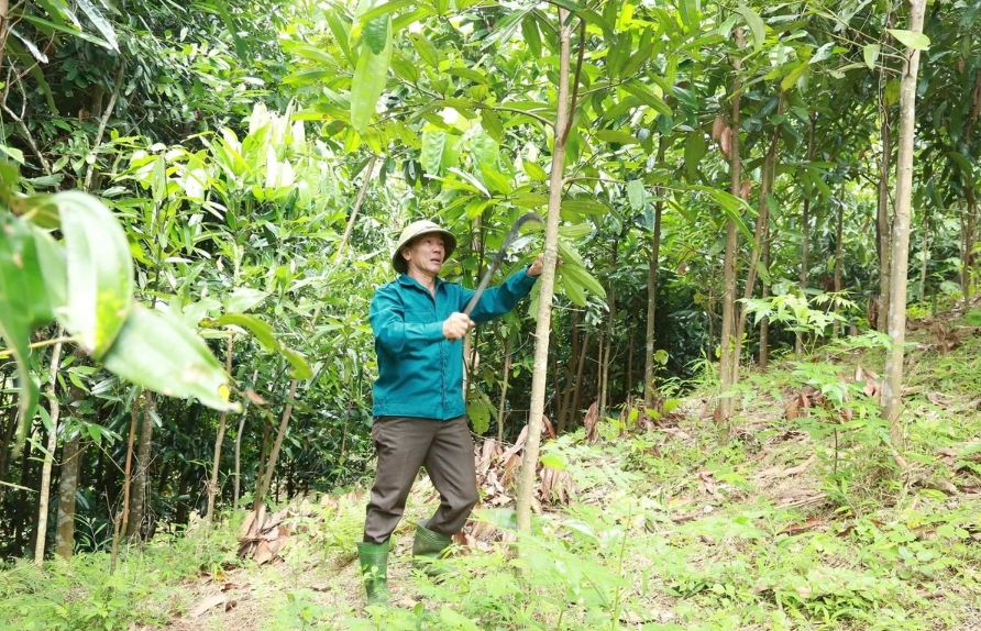 Tăng cường cấp mã số vùng rừng trồng