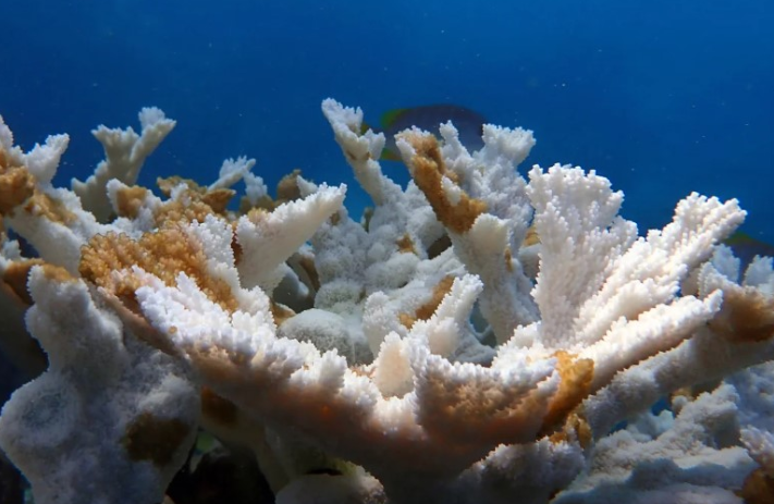 Biến đổi khí hậu tẩu trắng các rạn san hô vùng Caribe