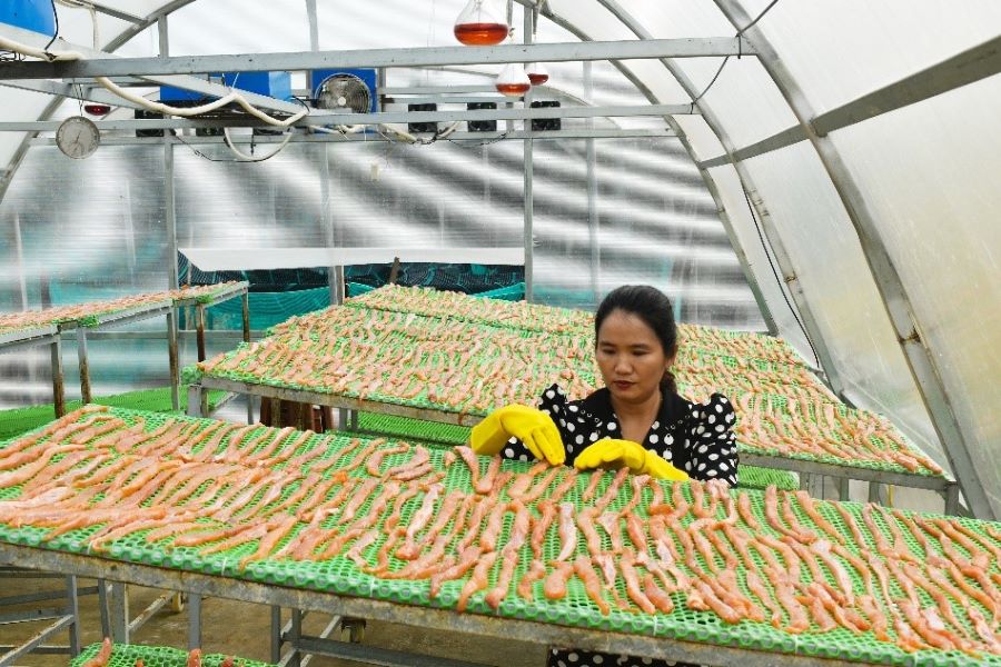 Đồng Tháp: Ứng dụng thương mại điện tử trong tiêu thụ sản phẩm OCOP