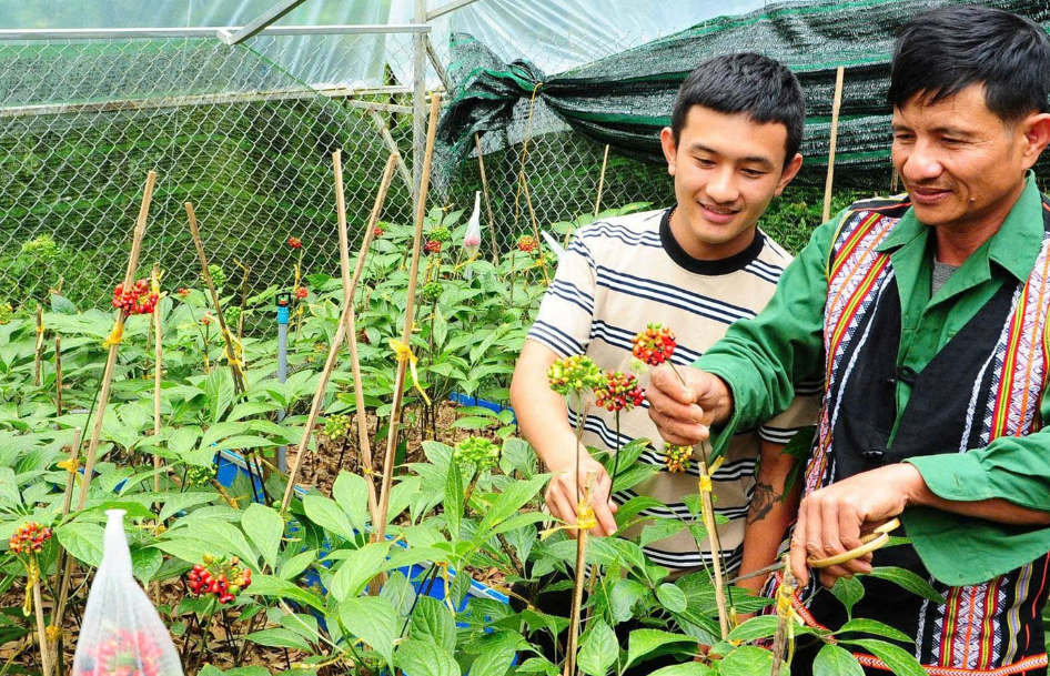 Đà Nẵng nâng tầm dược liệu thông qua liên kết chuỗi giá trị