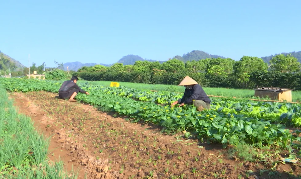 Hiệu quả từ các mô hình sản xuất cây trồng vụ đông ở Sơn La