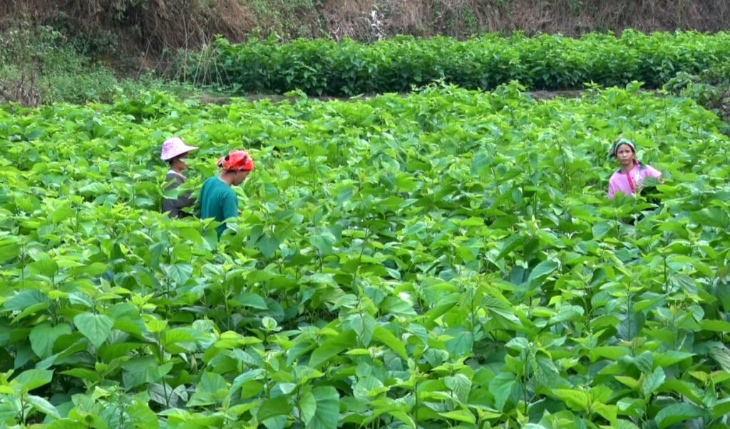 Cao Bằng: Ban hành danh mục cây trồng lâu năm được chuyển đổi trên đất lúa
