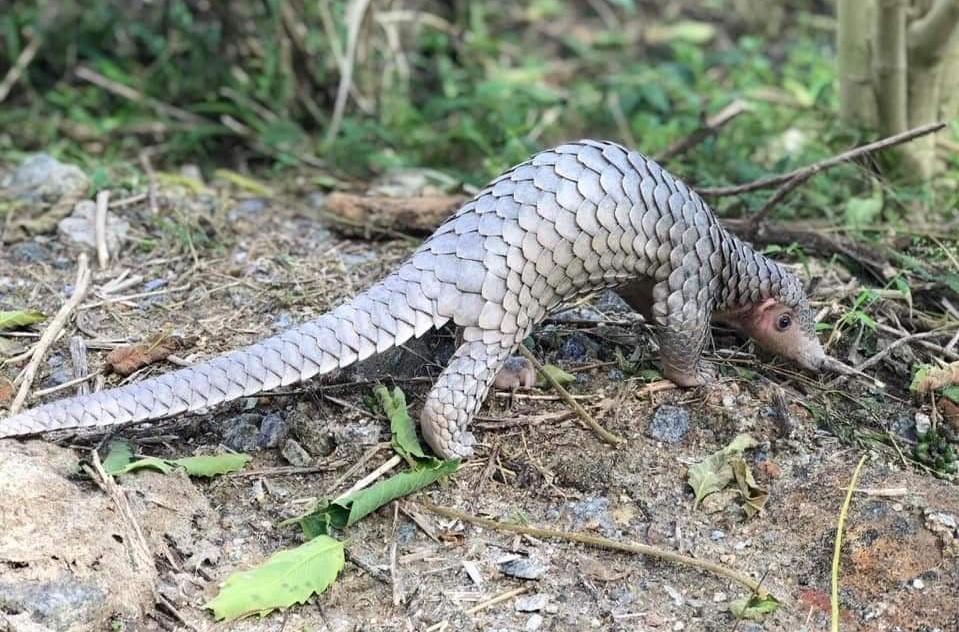 Hà Tĩnh: Người dân bàn giao tê tê quý hiếm cho lực lượng chức năng