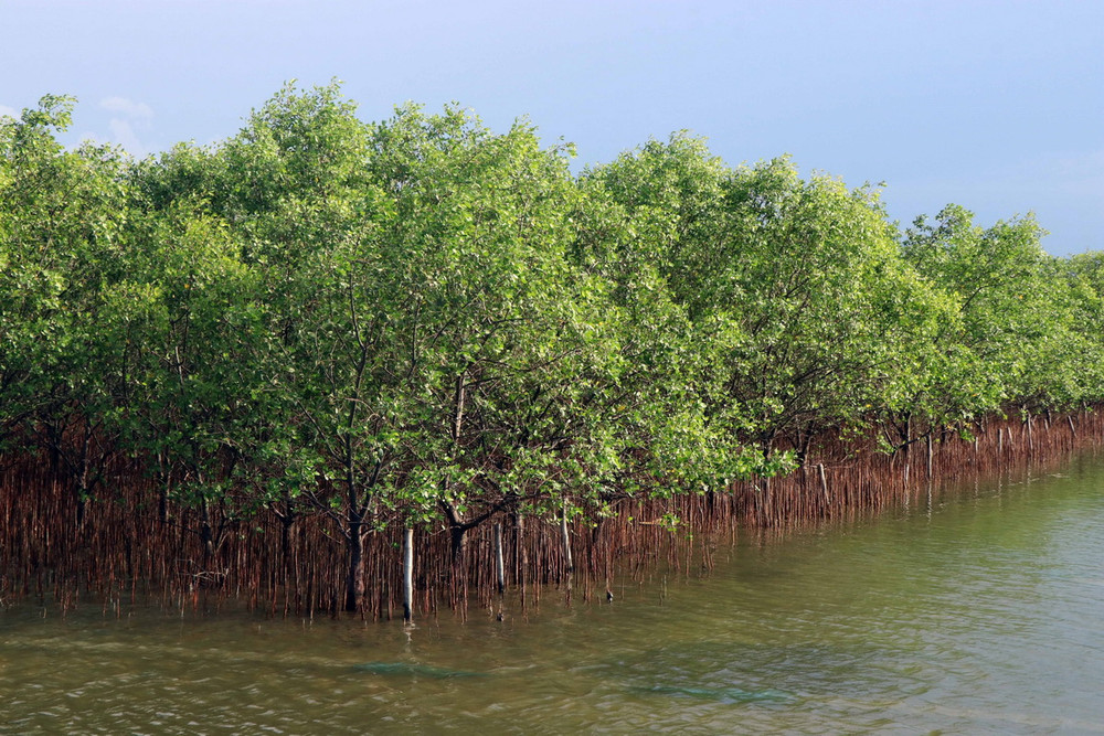 Phát triển rừng ngập mặn, bảo tồn hệ sinh thái đầm Ô Loan