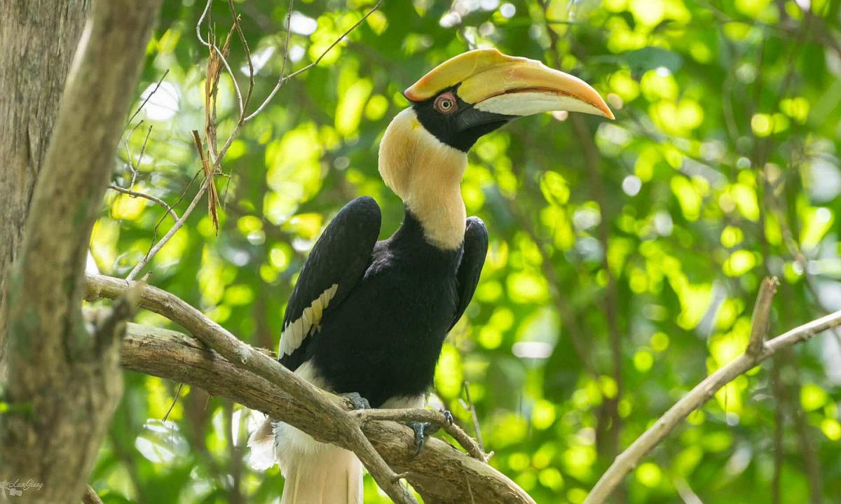 Tây Ninh: Người dân giao nộp cá thể chim hồng hoàng quý hiếm