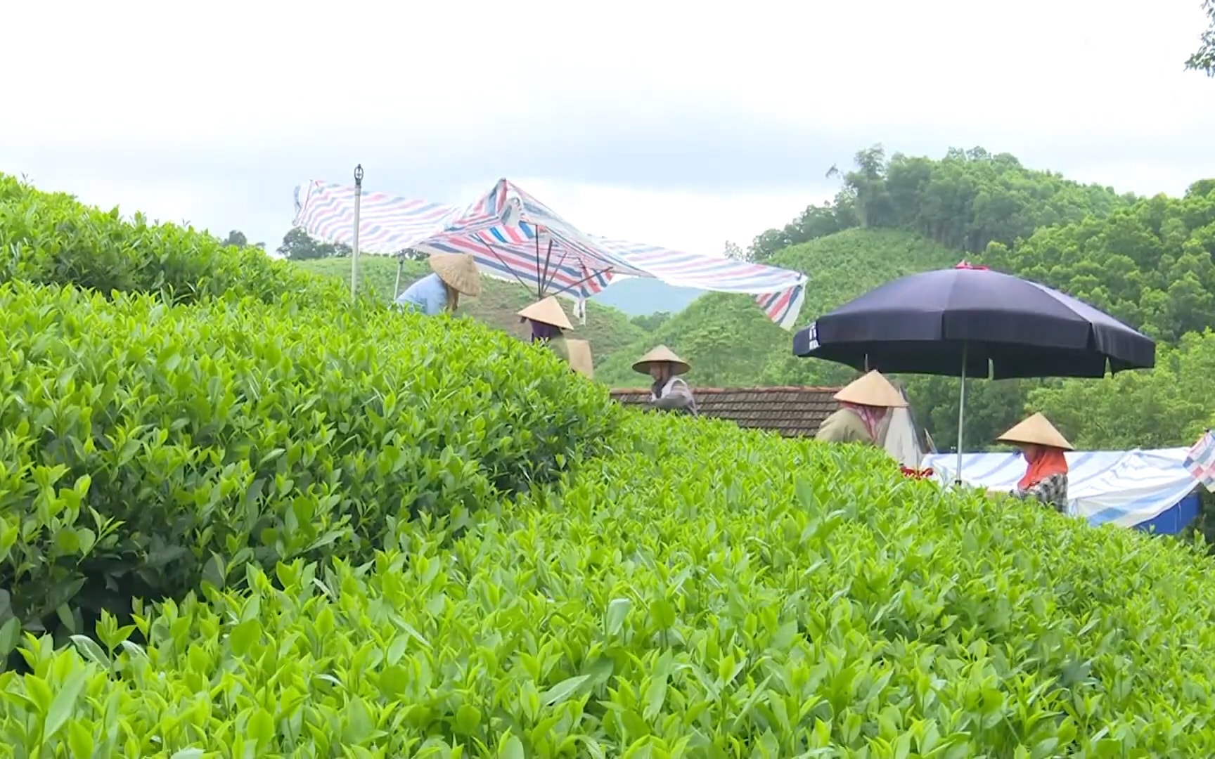 Hỗ trợ người dân nâng cao chất lượng, thúc đẩy tiêu thụ nông sản