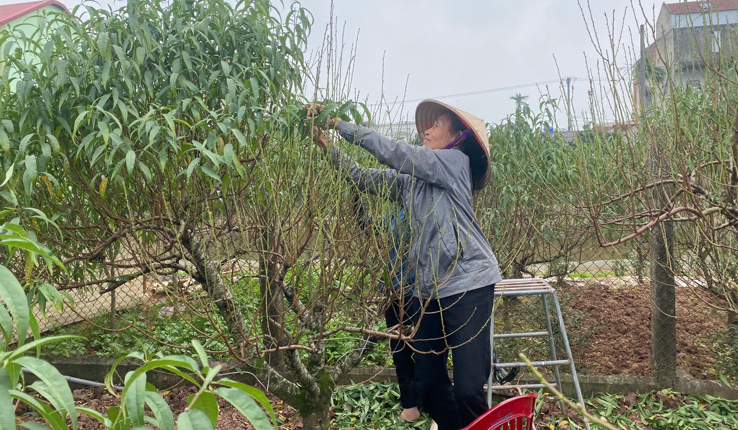 Khai thác giá trị kinh tế từ nghề trồng đào Tết