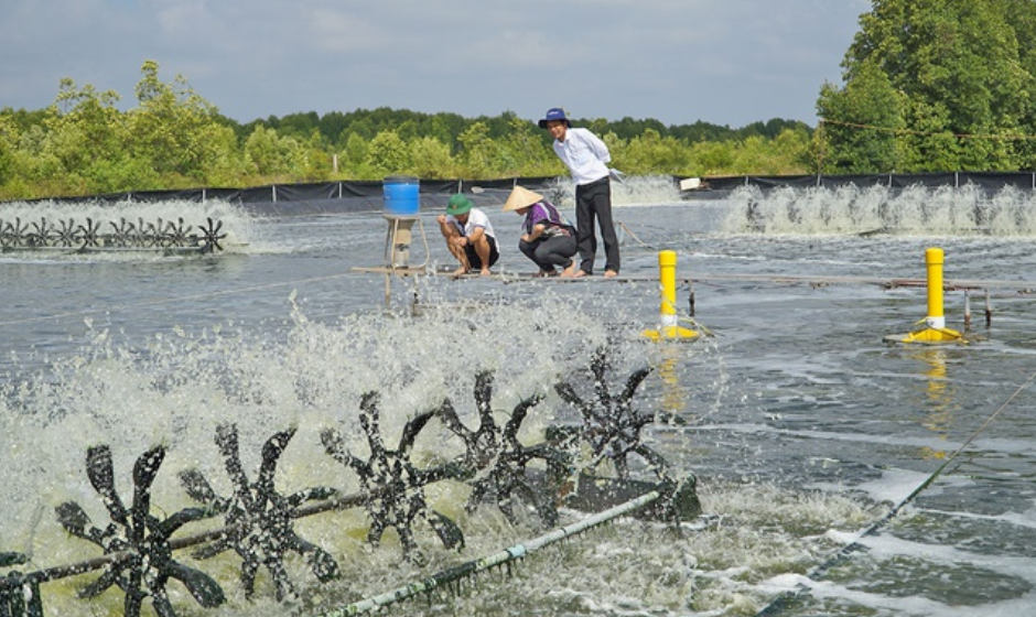 Đà Nẵng tạo động lực mới cho phát triển nghề nuôi thủy sản