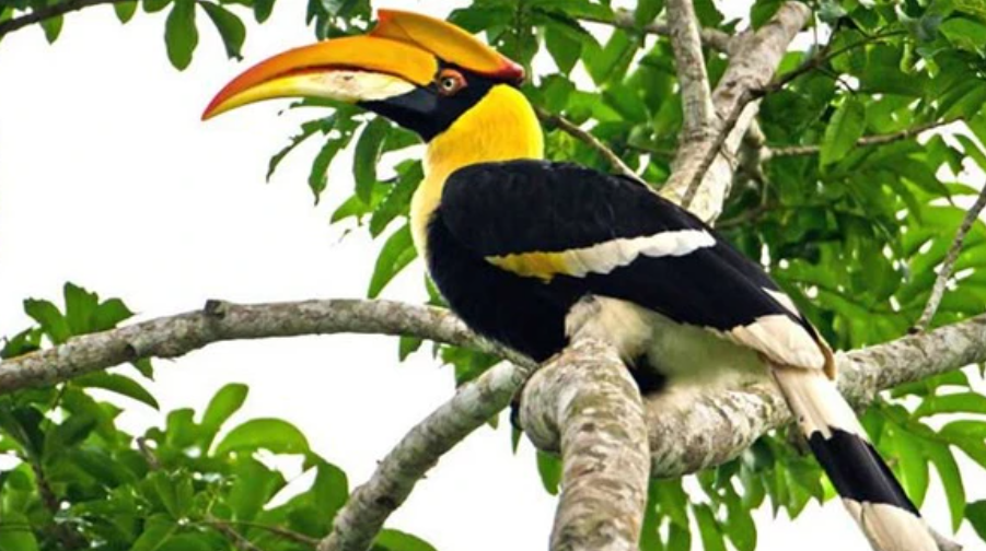 TP.HCM: Người dân tự nguyện giao nộp chim hồng hoàng quý hiếm