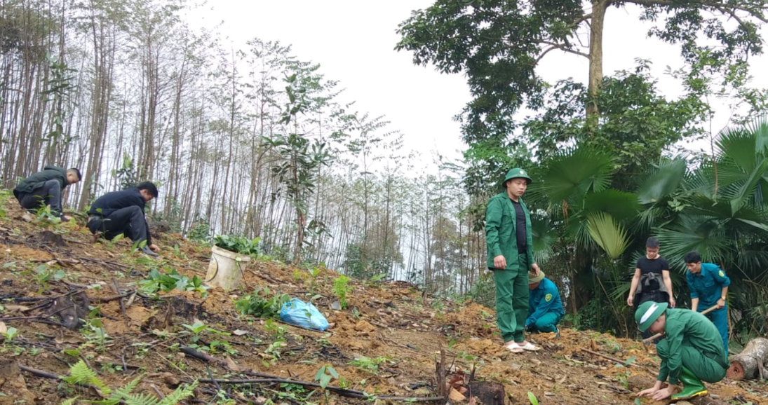 Lào Cai: Trồng rừng sản xuất vượt kế hoạch đề ra