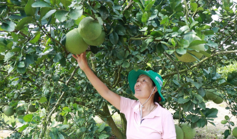 Tập trung phát triển nông nghiệp an toàn, chất lượng cao