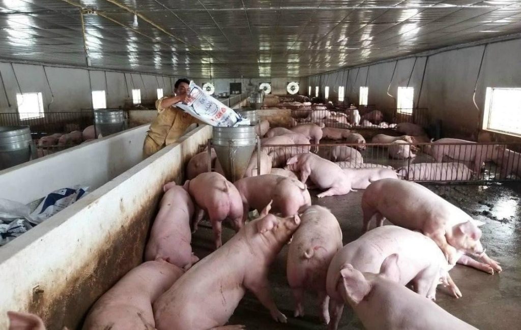 Vĩnh Long: Chú trọng nâng cao chất lượng hoạt động chăn nuôi