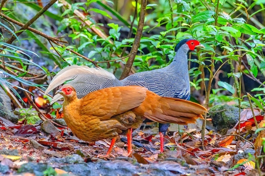 Nghệ An triển khai các giải pháp về bảo tồn thiên nhiên, đa dạng sinh học