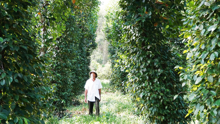 Phát huy tiềm năng vườn rừng trong phát triển kinh tế địa phương