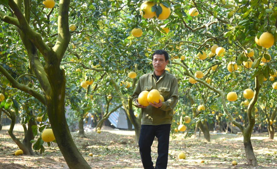 Phú Thọ: Ban hành Kế hoạch chuyển đổi cơ cấu cây trồng, vật nuôi trên đất lúa