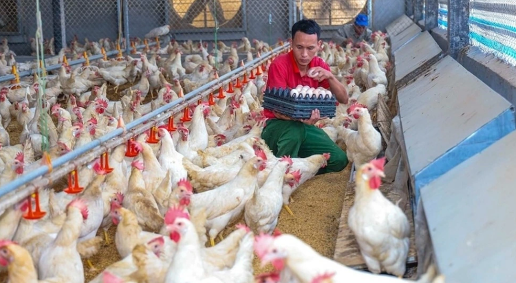 Đồng Nai quy định mật độ chăn nuôi trên địa bàn