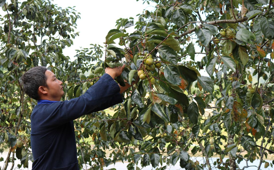Nông dân Bảo Hà thắng lớn nhờ hồng không hạt