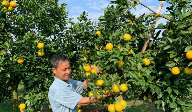Hưng Yên: Phát huy lợi thế, thúc đẩy kinh tế vùng bãi