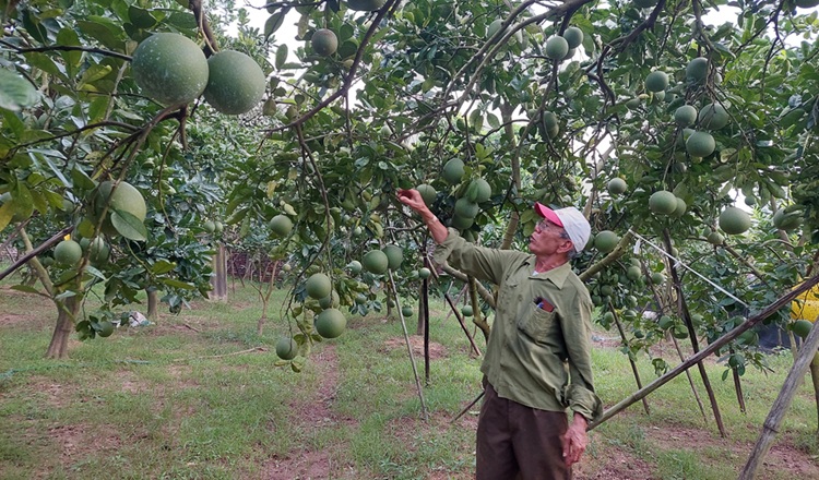 Hải Phòng có 475 mã số vùng trồng