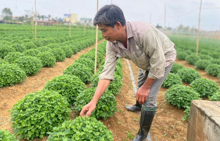 Ninh Bình: Làng hoa Ninh Phúc tất bật cho thị trường Tết