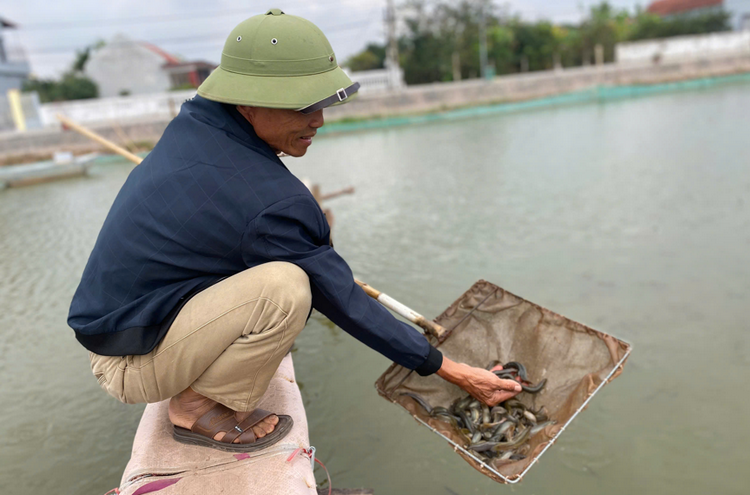 Nuôi cá chạch sụn, hướng đi mới của kinh tế nông nghiệp Ninh Bình