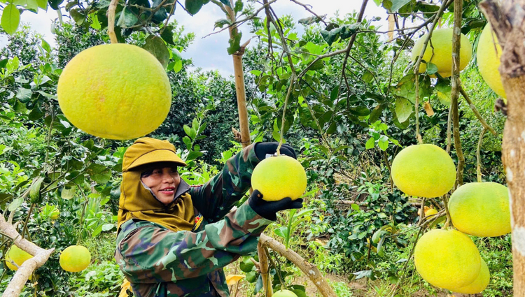 Sơn La: Phát huy vai trò kinh tế tập thể