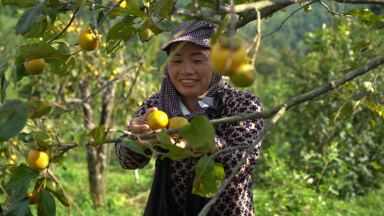 Lạng Sơn: Khai thác tiềm năng cây ăn quả, tạo động lực phát triển kinh tế