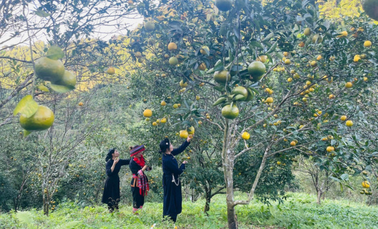 Mở rộng vùng trồng cây ăn quả, tạo sinh kế cho đồng bào dân tộc thiểu số