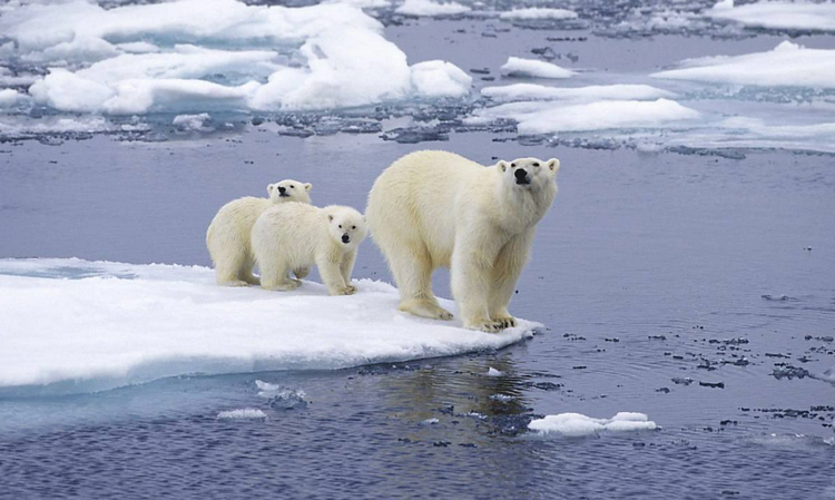 Nứt vỡ băng tại Bắc Cực gây tác động tới khí hậu nghiêm trọng