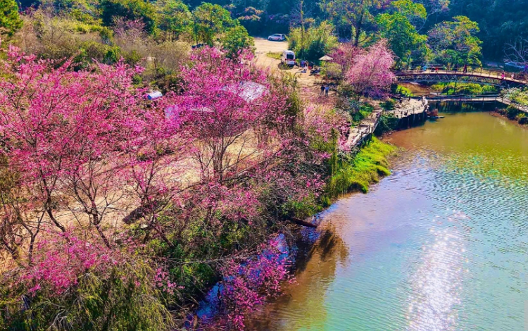 Ngắm hoa anh đào nở rộ ở Măng Đen