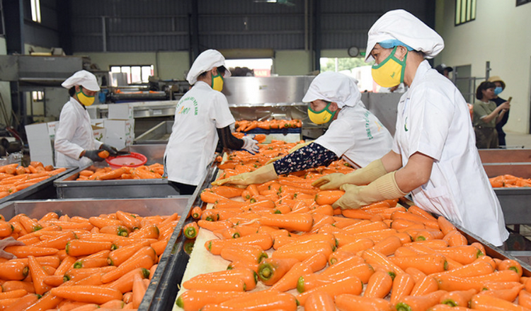 Thúc đẩy chế biến sâu, tạo giá trị bền vững cho nông sản