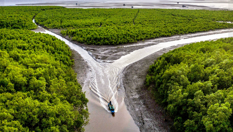 Cà Mau: Phê duyệt phương án quản lý rừng phòng hộ Biển Tây