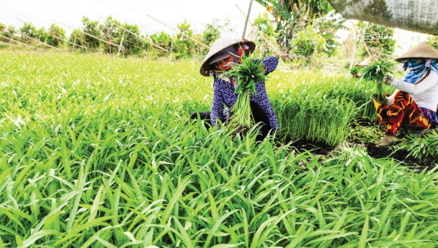 Cần Thơ triển khai mô hình chính quyền 2 cấp lĩnh vực nông nghiệp, môi trường