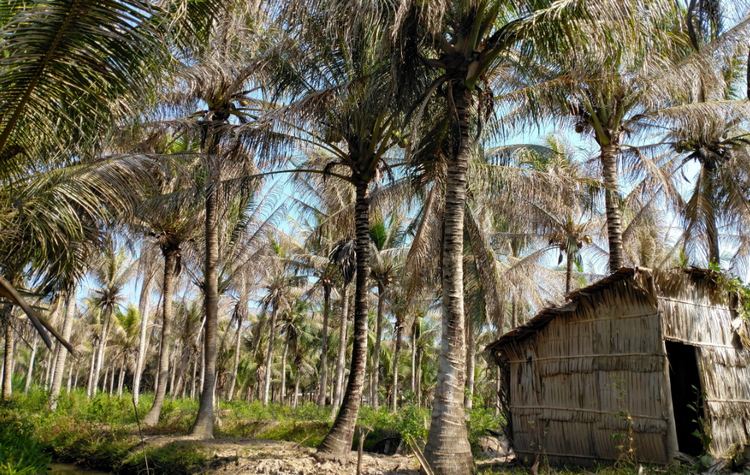 Vĩnh Long: Thả hơn 170 triệu thiên địch bảo vệ vườn dừa trong năm 2025