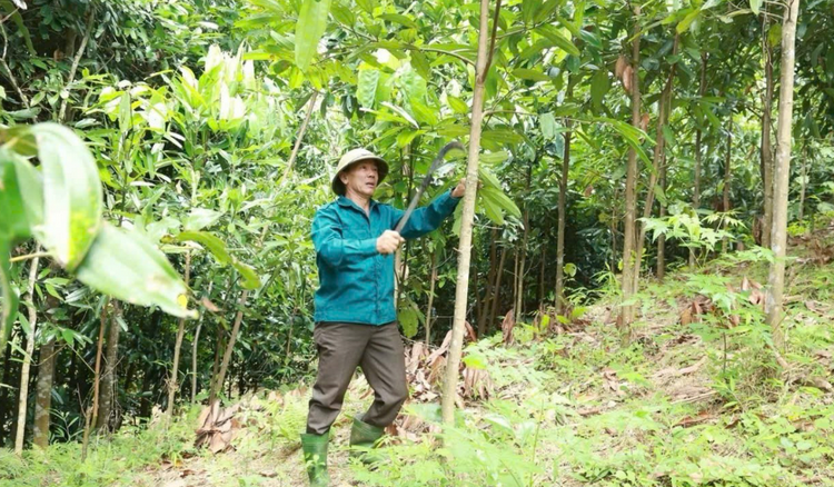 Lào Cai: Cấp trên 1.100ha mã số vùng trồng rừng nguyên liệu tại 2 địa phương