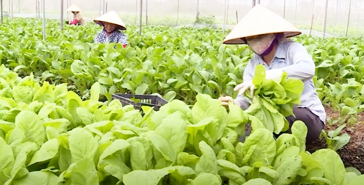 Thúc đẩy mô hình nông nghiệp linh hoạt ứng phó biến đổi khí hậu