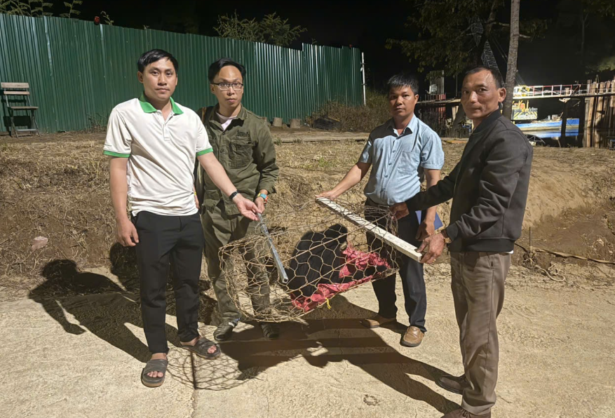 Lâm Đồng: Người dân giao nộp cá thể vượn đen má trắng quý hiếm