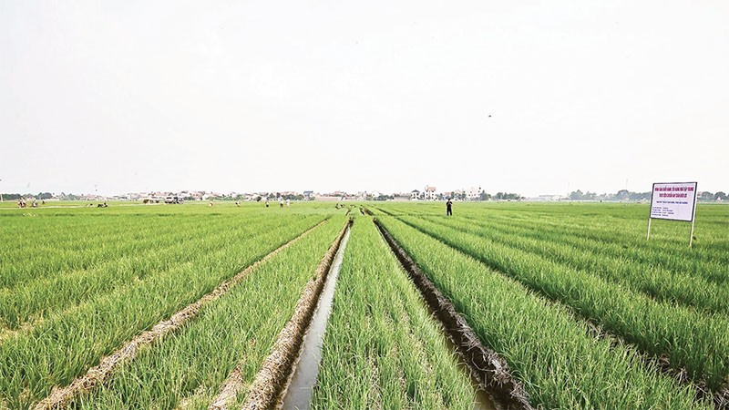 Đồng Nai phê duyệt Đề án phát triển vùng sản xuất nông nghiệp hàng hóa tập trung