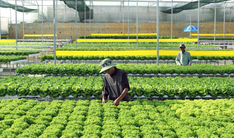 Nông nghiệp thông minh mở hướng đi mới cho nông dân Lâm Đồng